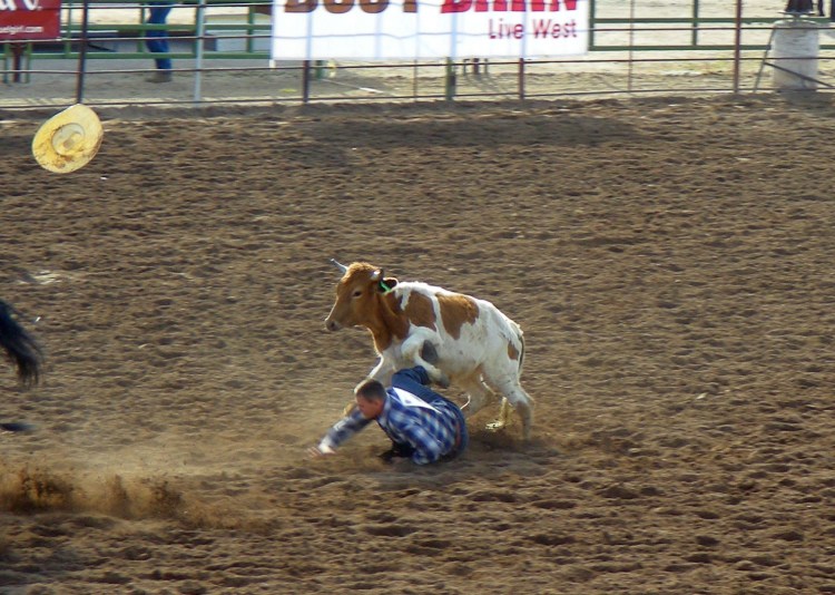 This is our friend Andrew taking on this beast of a steer. This time the cow won, but Andrew gave it his best.