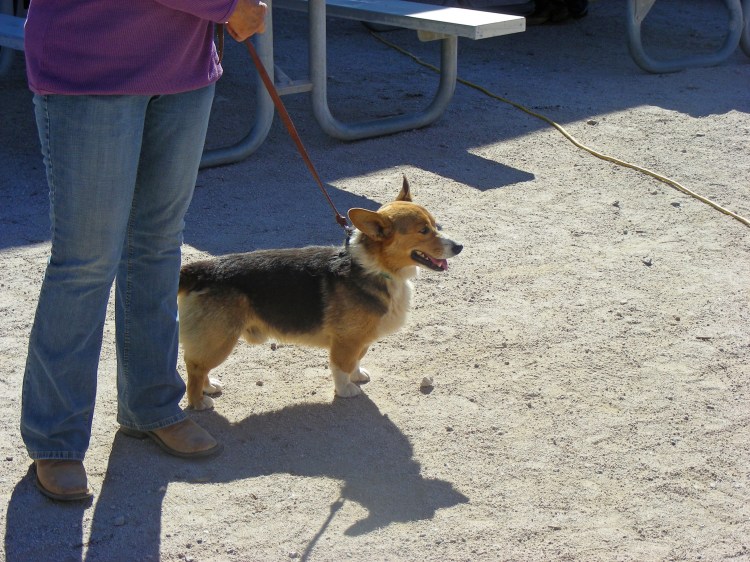 Dogs and rodeos seem to go together.