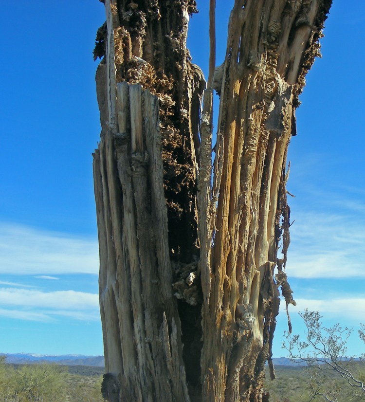 A close up of the old warrior of the desert.