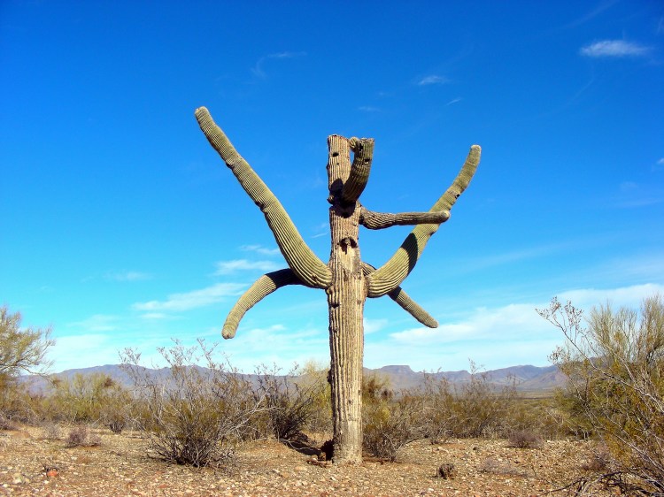 This one has arms growing in strange directions. It also appears to be in it's last days.