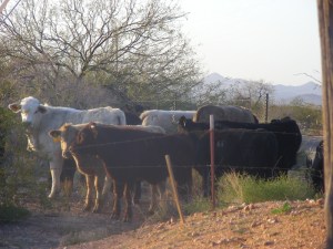 Cows in the desert...