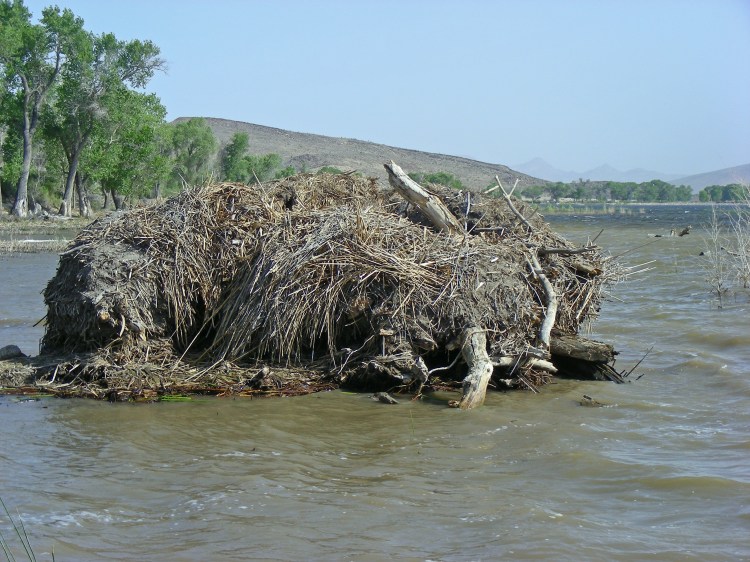 Norm thinks this is beaver house, but I never saw any at home.