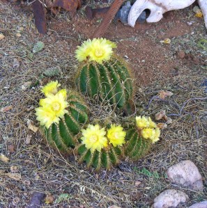 Desert flowers....