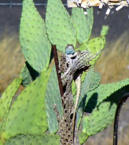 One of our neighbors....