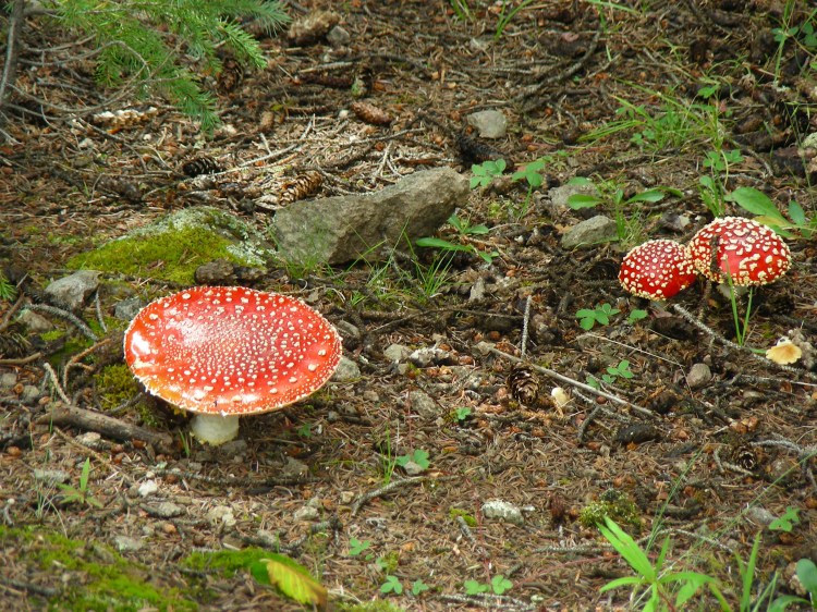 If Norm's Dad had been along, we could have known if we could have eaten these fellas...