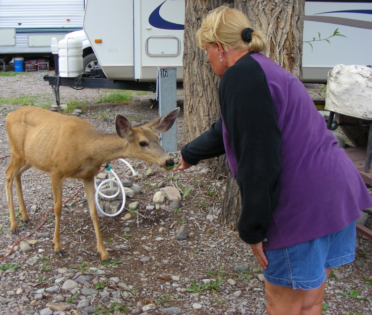 This local visitor came for dinner, and Norm tried to force feed her a type of grass she didn't like. She ate every other green thing in the area, except the stuff Norm had. She did give Norm some deer slobber...
