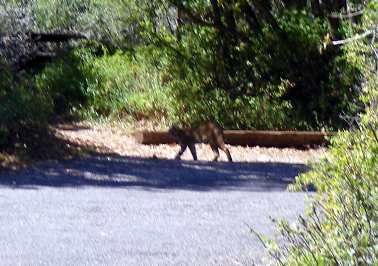 Sunday morning as we read our Bibles and studied the Word of God, He blessed us with this Bobcat and her two kittens. They were hunting and walked right through our camp with their brunch. Sadly, the mom had Henry, the chipmunk (named by Norm) as her meal. Henry looked like he had been eating at the kings table too long and lost his edge. This is the only shot I could get. They would stop just long enough to get the camera up...