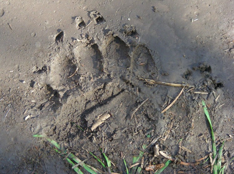 We are not wildlife experts by any stretch of the imagination, but this looks like a fresh bear print. How do we know it is fresh? It rained almost all night and we were first on the trail this morning. It got a little creepy for a while...