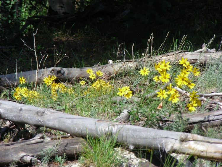 Wild flowers were everywhere....