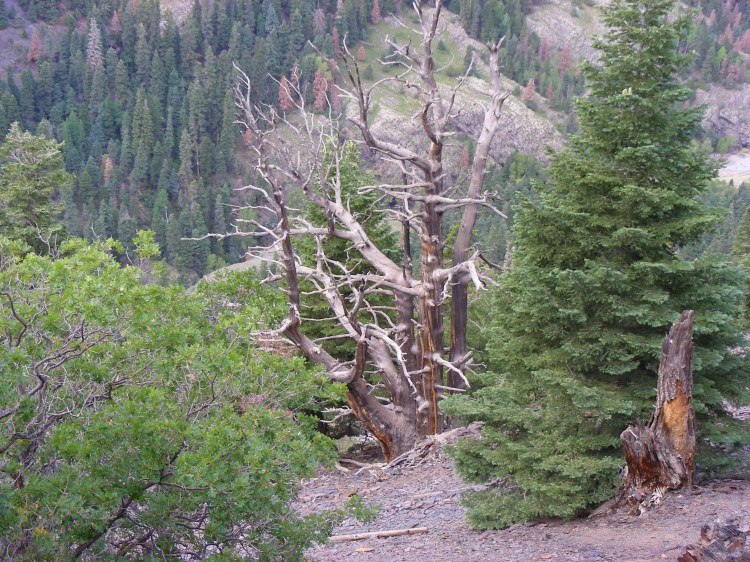 We think dead trees are pretty cool and there were a lot of them on this trail. This was the king of the dead trees...