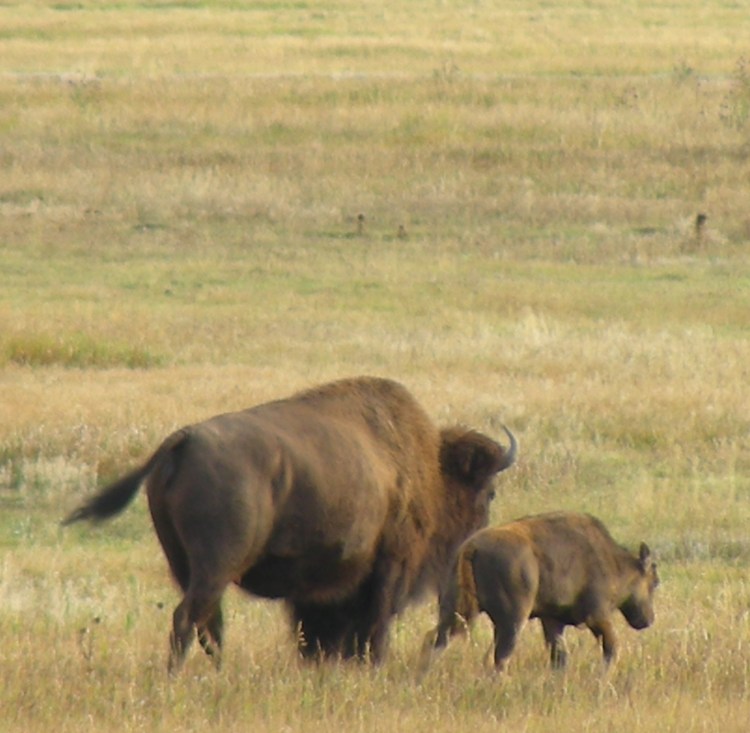 These animals are so very cool. we got to see them run, hop around, fake crossing the road and then crossing. Just watching them amble away was worth the trip...