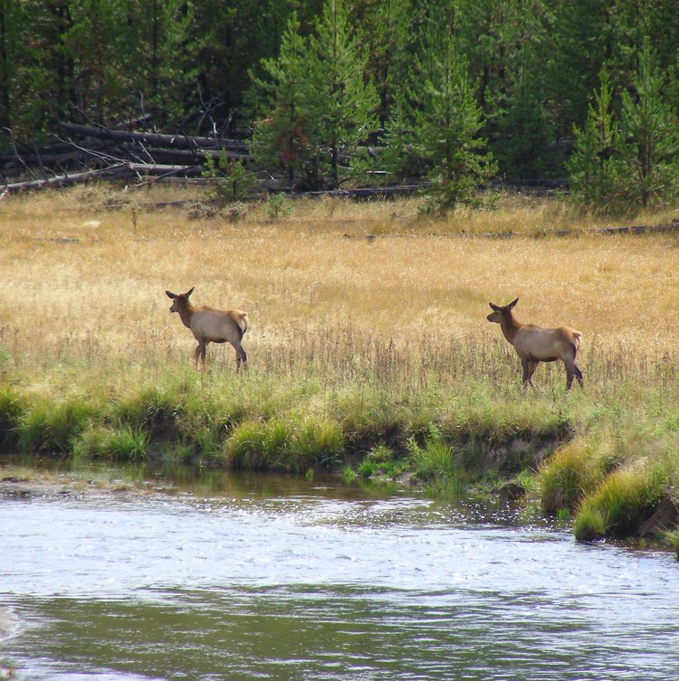 Yellowstone and elk, they kind of go together...