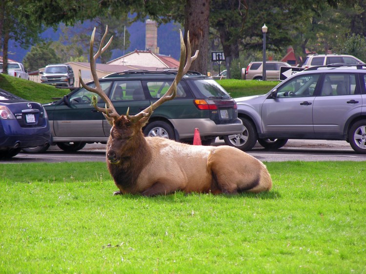 This big guy and his extended family caused a big ruckus on our way out of Yellowstone park. Traffic clogged, rangers and park volunteers running around, yelling at people to get up on the side walk, keep moving, don't stop to take pictures. As Norm said, it was almost as much fun watching the people as it was seeing the elk...