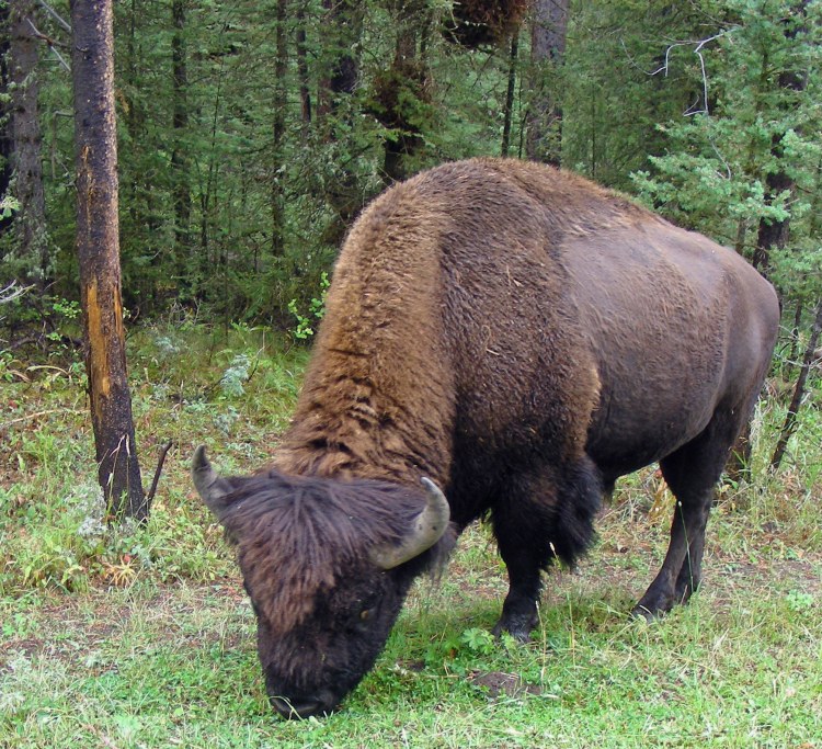 This big guy, alone next to the road,wolfing some chow...