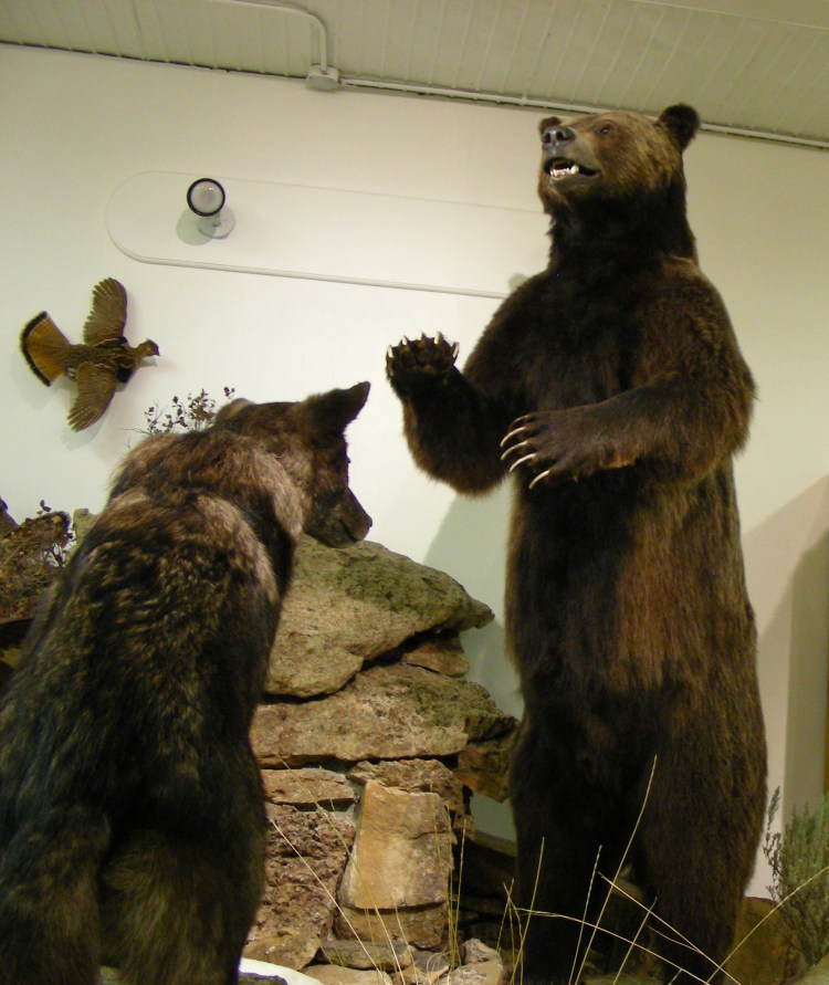 One big Grizz... see below...