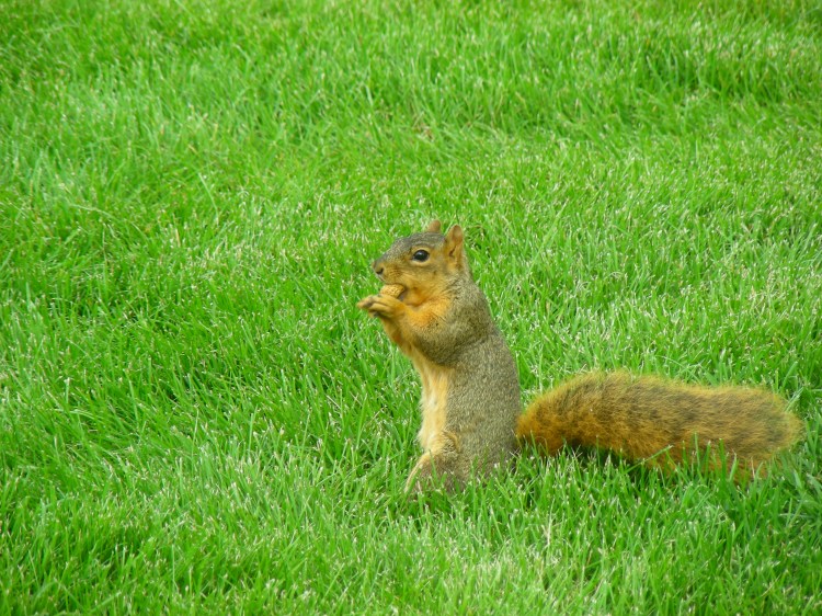 This is Rodney. Other DR workers were feeding him. Yeah, Norm named him, but she didn't feed him.