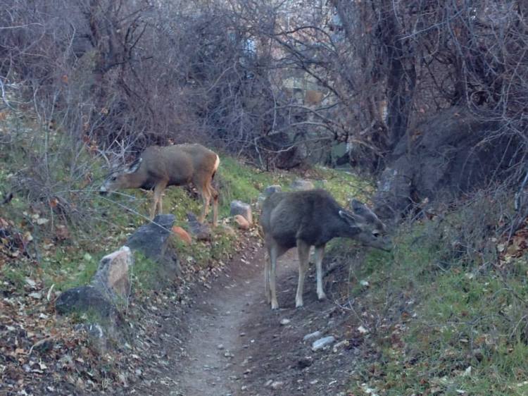 Wild life in the canyon...