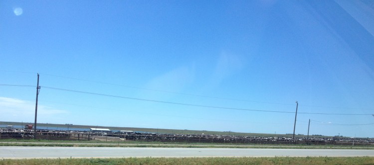 This is just a small portion of a feedlot. We have passed this one many times, even when it was wet from rain, but today, it was especially offensive. A funk beyond description. It hung onto us for miles, I suggested we burn our clothes and buy a new RV, but cooler minds prevailed... 